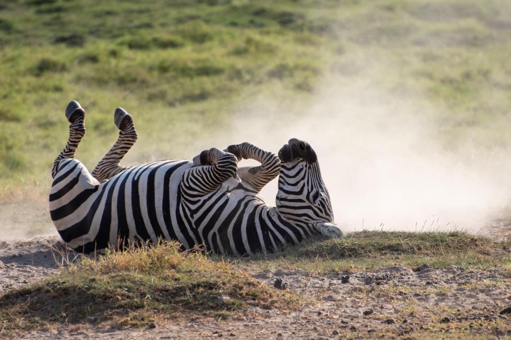 Little Amanya Camp Hotell Amboseli Eksteriør bilde