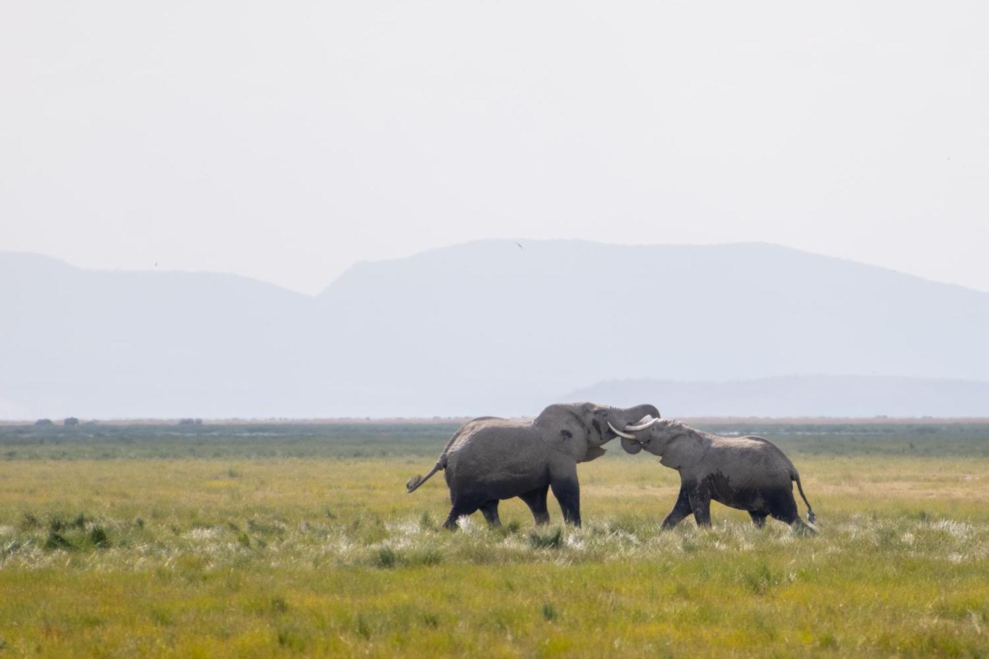 Little Amanya Camp Hotell Amboseli Eksteriør bilde